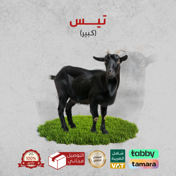 ⁦ابو معاذ للذبائح⁩ - الصورة ⁦9⁩