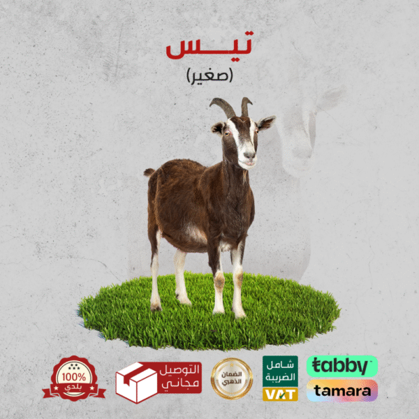 ⁦ابو معاذ للذبائح⁩ - الصورة ⁦8⁩