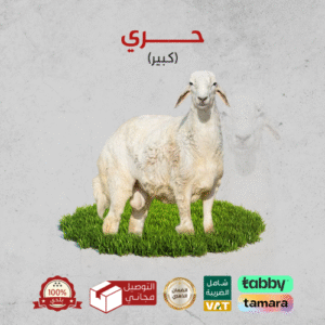 لحوم-طازجة
