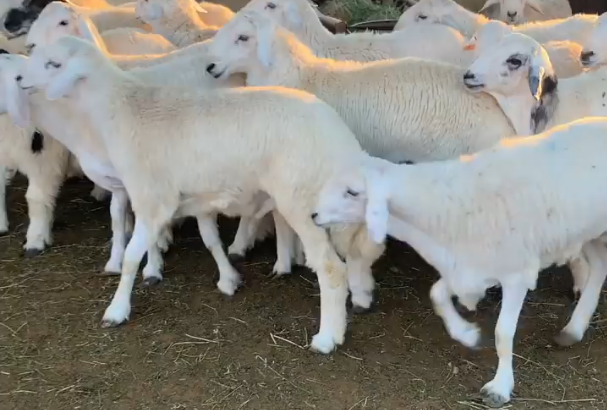  حوش تركي العتيبي أبو فيصل للذبايح - الصورة 2