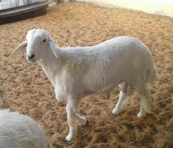  حوش تركي العتيبي أبو فيصل للذبايح - الصورة 3