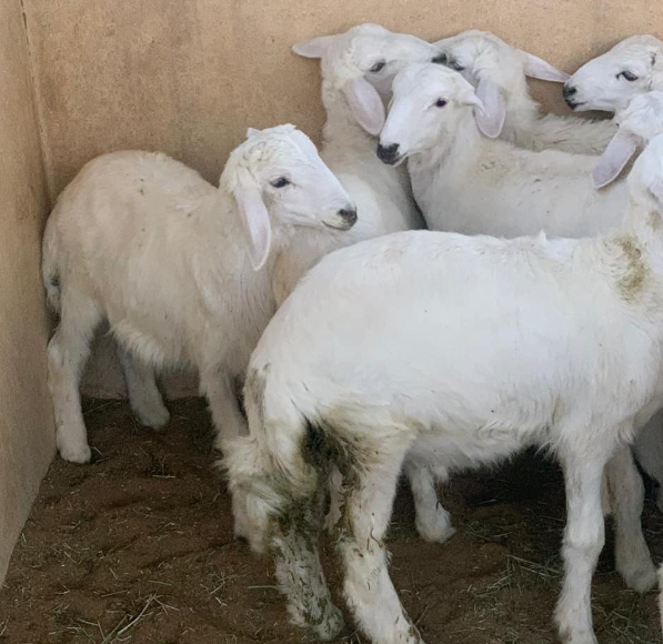  حوش تركي العتيبي أبو فيصل للذبايح - الصورة 4