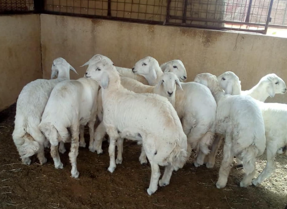  حوش تركي العتيبي أبو فيصل للذبايح - الصورة 5