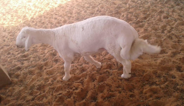  حوش تركي العتيبي أبو فيصل للذبايح - الصورة 6