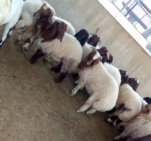  حوش تركي العتيبي أبو فيصل للذبايح - الصورة 7