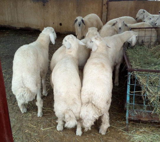  حوش تركي العتيبي أبو فيصل للذبايح - الصورة 8